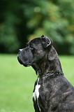 CANE CORSO 1253
